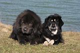 DOGUE DU TIBET 176